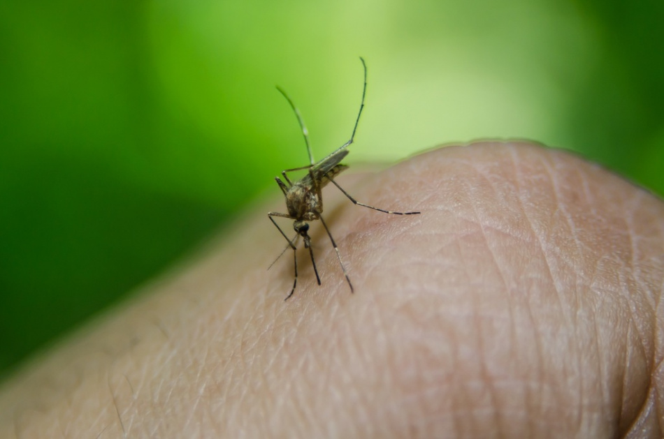 В Петербурге комары открыли охоту на людей
