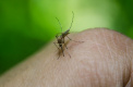Биолог рассказал, когда проснутся первые комары