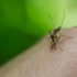 Врач предупредила об опасности укусов комаров и клещей