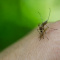 Детские средства от комаров перечислила врач