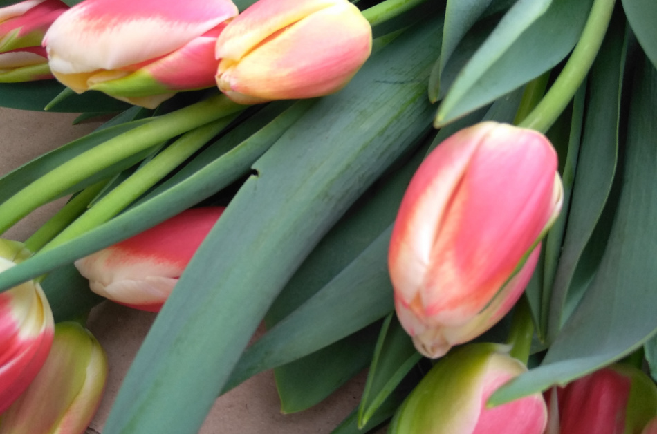 Весна близко: в оранжереях Ленобласти вырастили первую тысячу тюльпанов