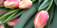 Весна близко: в оранжереях Ленобласти вырастили первую тысячу тюльпанов