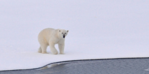 27 февраля отмечается международный день белых медведей