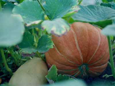 Фото Лекция Кулинарная симфония Фото Лекция Кулинарная симфония