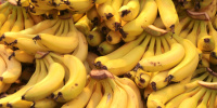 В Петербурге наркотики обнаружили в контейнере с бананами