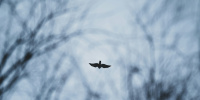 Заказники в Ленобласти закроют на период тишины из-за гнездования птиц 