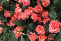В Ленобласти установили рекорд России по выращиванию роз