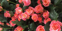 В Ленобласти установили рекорд России по выращиванию роз
