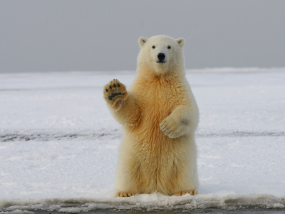 Фото Интерактивная программа В Арктику!