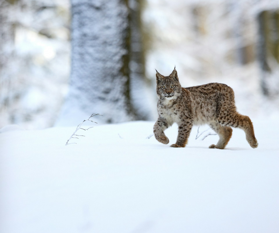 "Мартовский кот" сезон: рысь в лесу обнаружила камеру