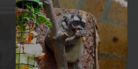 В Ленинградском зоопарке отмечают юбилей обезьянки Инока