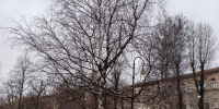 В Петербурге пошел снег