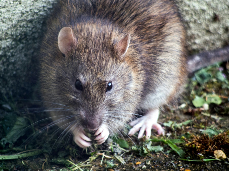 Крысы захватывают новые территории в Петербурге 