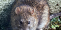 Крысы захватывают новые территории в Петербурге 