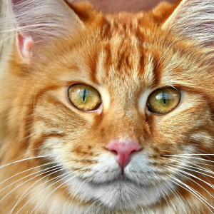 Литературная мафия "Коты-воители"