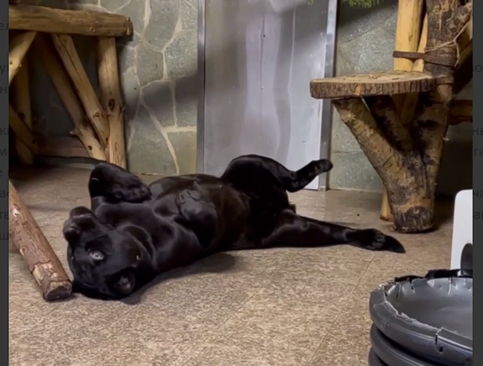 В Ленинградском зоопарке рассказали о чёрных ягуарах