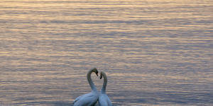 Лебеди устроили танцы на Финском заливе