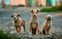 Приют для собак выселяют с участка в Ленобласти