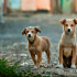 Приют для собак выселяют с участка в Ленобласти