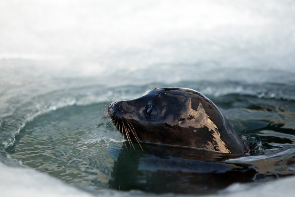 На Финском заливе заметили тюлененка