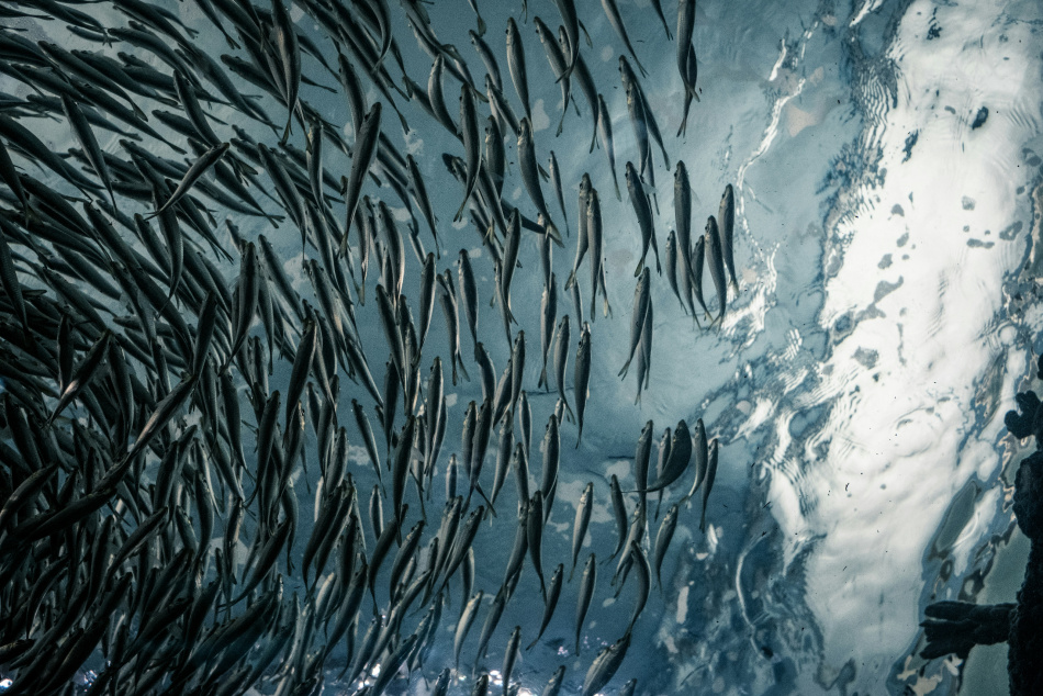 В петербургских водоемах массово гибнет рыба