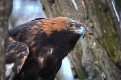 Старейшая птица Ленинградского зоопарка получила личный бассейн с водопадом