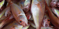 Стала известна причина гибели рыбы в Ольгинском пруду