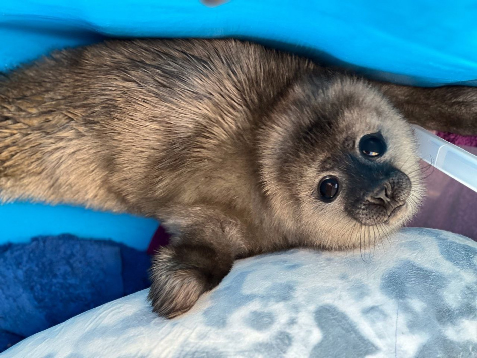 Ещё одного одинокого тюленёнка нашли на Финском заливе