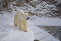 Ленинградский зоопарк объявил конкурс мультфильмов о белом медведе