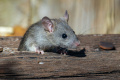 Жители Выборгского района Петербурга жалуются на крыс 