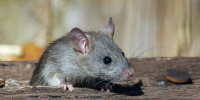 Вирусолог назвал переносчиков крысиного гепатита