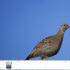 В Удельном парке заметили птиц из Красной книги