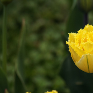 Бал цветов 2024