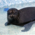 Четверо пациентов Центра спасения тюленей почти прошли реабилитацию