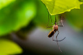 В Петербурге раскрыли число случаев заболевания малярией