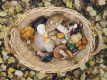 Петербургские грибники собирают в лесах сморчковые шапочки и сморчки