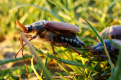 Эксперт рассказала, чем опасны укусы майских жуков