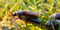 Эксперт рассказала, чем опасны укусы майских жуков
