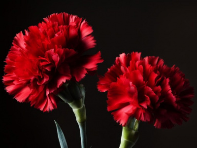 Фото Возложение цветов на Серафимовском мемориальном кладбище ко Дню Победы 2024