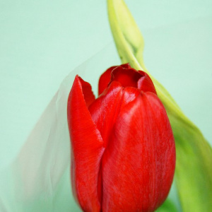 Возложение цветов к мемориалу Защитникам Ленинграда ко Дню Победы 2024