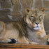 Львицу Таисию показали в Ленинградском зоопарке 