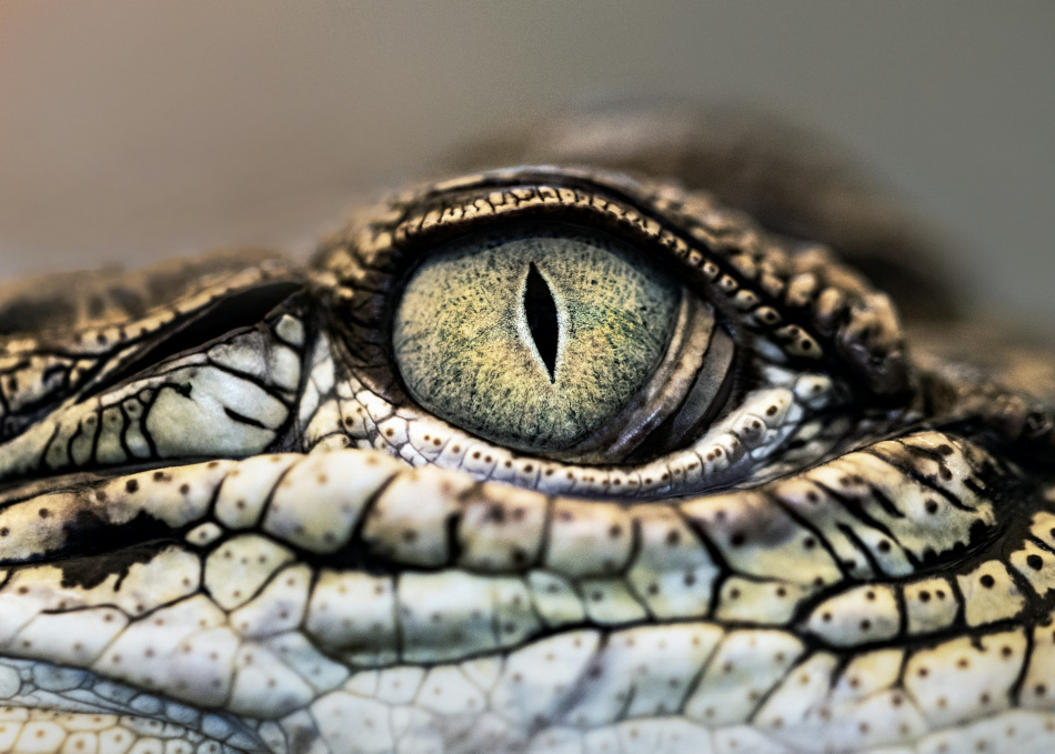 В петербургском океанариуме умер крокодил Нил 