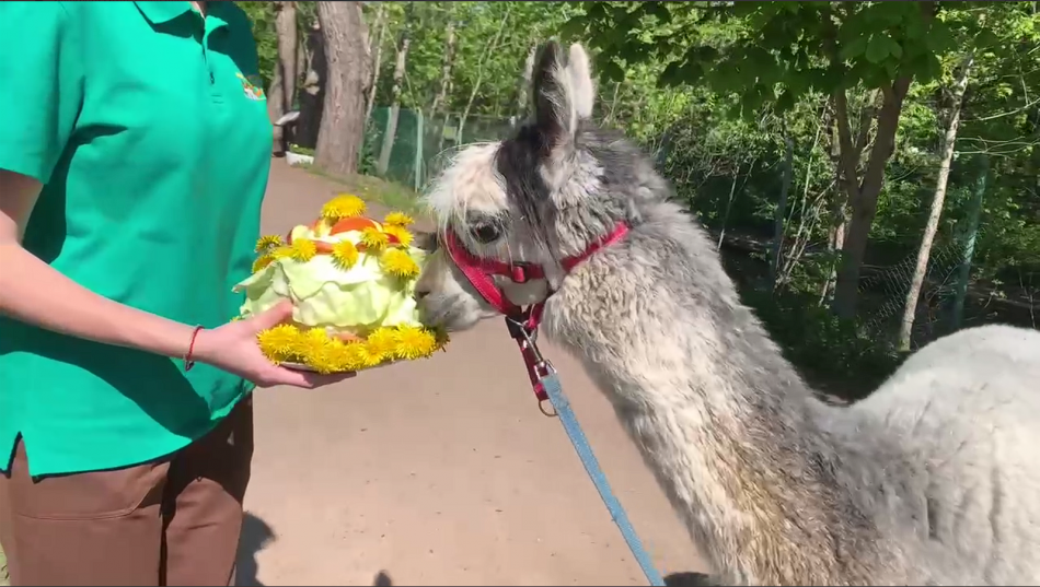 Праздничный торт для альпаки приготовили в Ленинградском зоопарке