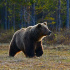 У бурых медведей в Ленобласти начинается время брачных отношений 