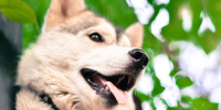 В Японии умерла собака Кабосу из популярного мема Доге