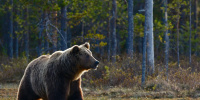 У бурых медведей в Ленобласти начинается время брачных отношений 
