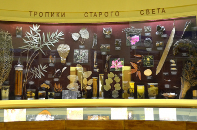 Фото Ботанический музей в Ботаническом институте им. В.Л. Комарова РАН