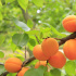 Названо необычное свойство абрикосов для красоты кожи