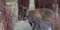Спрятался и сидит: маленький кенгуренок сидит у мамы в сумке, пока та гуляет в Лензоопарке