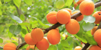Названо необычное свойство абрикосов для красоты кожи